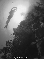 diver silhouette by Yoav Lavi 